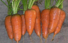 Сорт моркови: Шантенэ роял